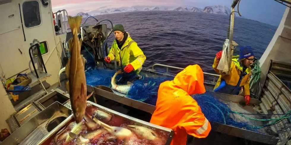 I Vesterålen er det så langt landet mer skrei hittil i år sammenlignet med samme periode i fjor.