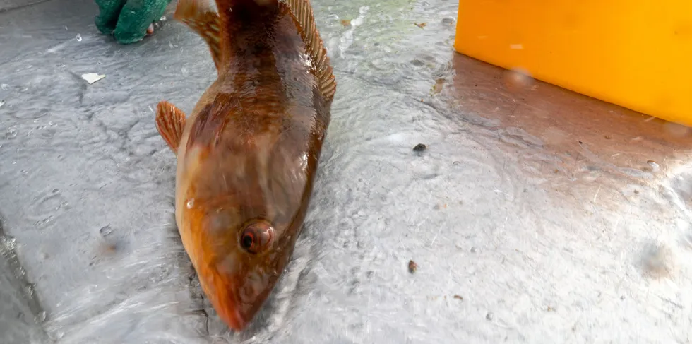 Fisket etter leppefisk nærmer seg slutten.