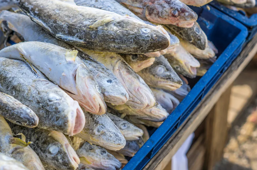Norway imported 7,335 metric tons of frozen Russian cod between the start of the year and the end of April.
