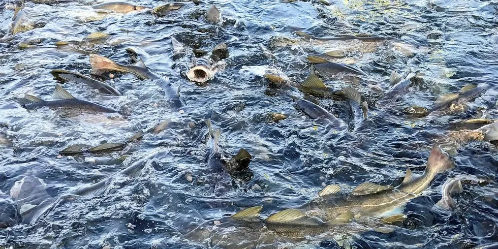 SUKSESS: Torsken hos Fiskeriparken på Myre har vært glupsk og hatt god appetitt på tørrfôret fra dag. Foto: Fiskeriparken