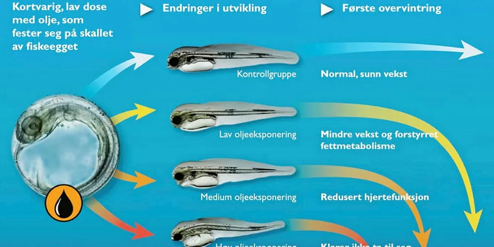 SÅRBAR: Polartorsken er svært sårbar for oljesøl og tåler det dårligere enn torsken.