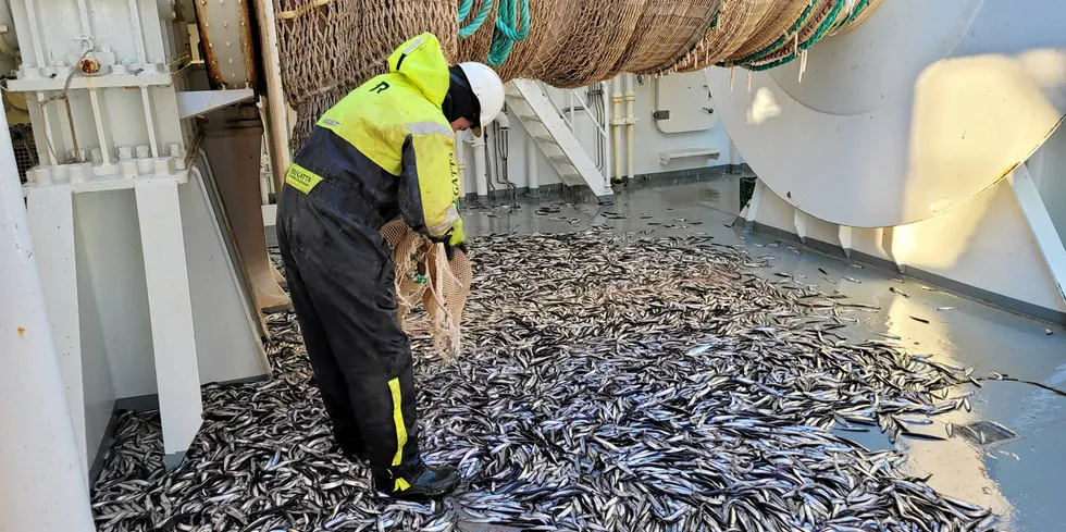 Loddeprøve fra trålhal tømmes på dekk i det pågående loddetoktet i Barentshavet.