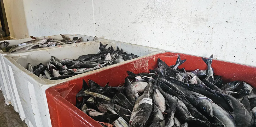 Omsatt kvantum hos Råfisklaget er ned omlag 8 prosent så langt i år, naturlig nok som et resultat av kvotenedgang. Bildet viser fisk hos Gadus, som ble levert i februar.