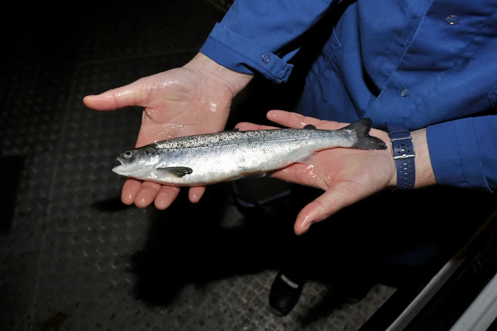 Storsmolt på rundt 200 gram ved settefiskanlegget Sisomar i Sørfold kommune i Nordland, fotografert i 2018.