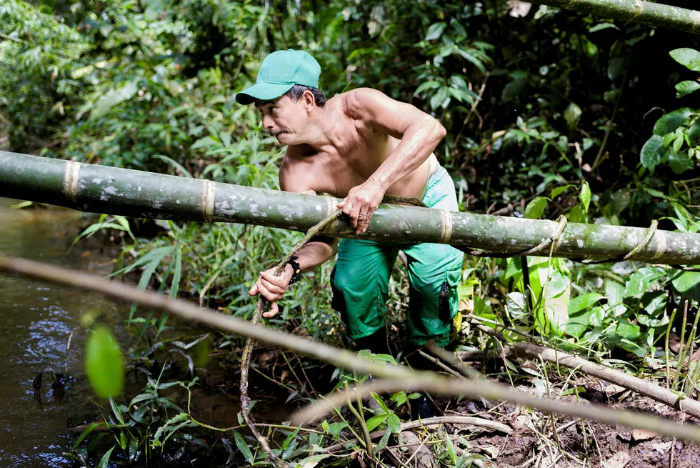 Brobygger. Den tidligere geriljasoldaten Fidel Hernandez Alvarez bruker bambusstammer for å lage en bro over elven.