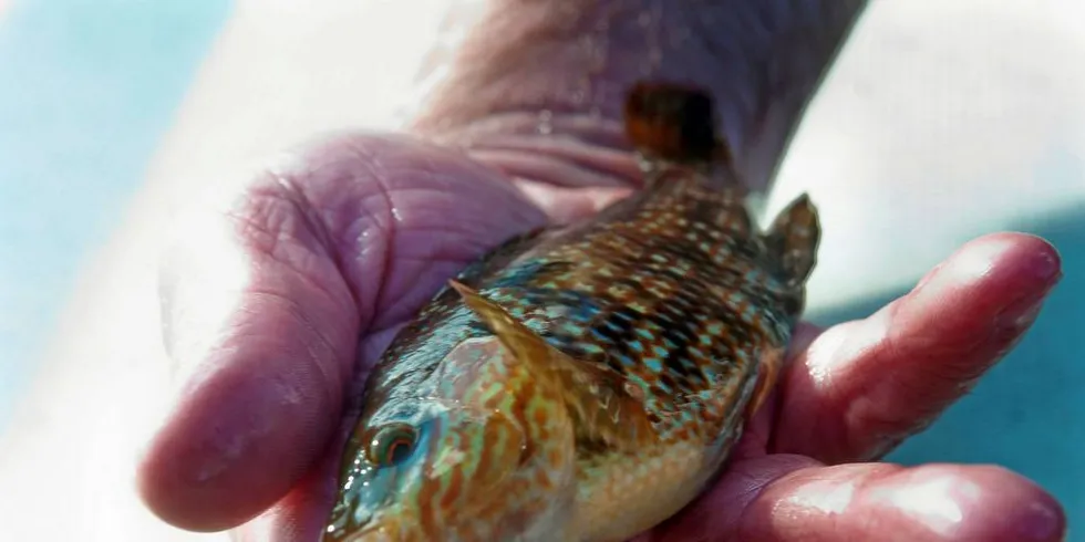 LITEN OG VERDIFULL: En så lenge er leppefisken svært så verdifull å fiske på, men hva skjer den dagen man har funnet en erstatning for denne arbeidsfisken i oppdrettsnæringa? Illustrasjonsfoto: Kjersti Kvile