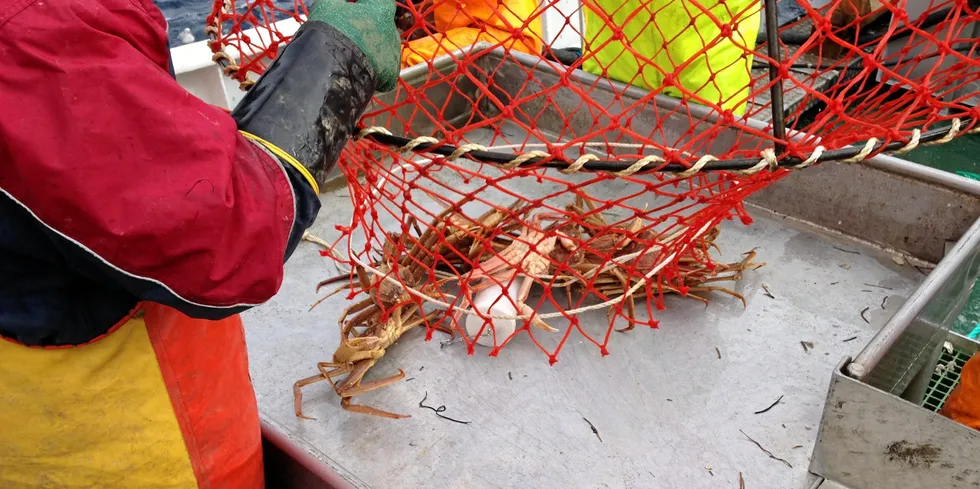 Skalldyreksporten har vært god i år. Her fra årets fiske på «Northeastern».