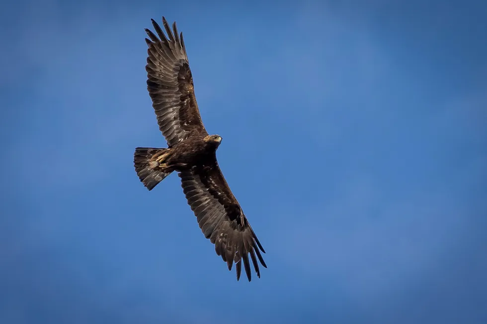 Danger ahead: an adult golden eagle circles overhead in a remote area of Box Elder County, Utah