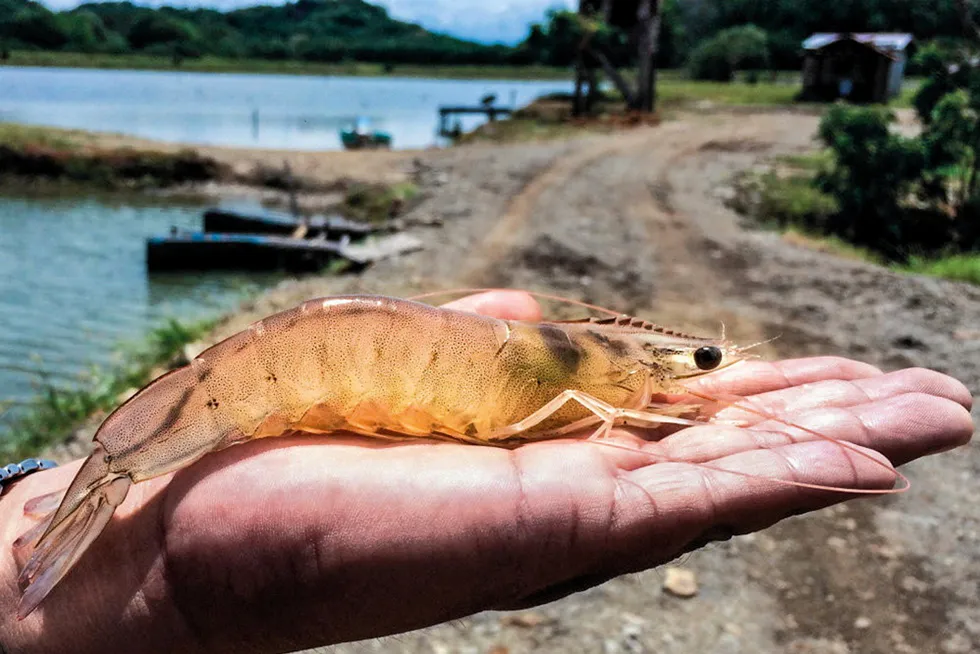 Ecuadorian shrimp is the main driver of global production growth.