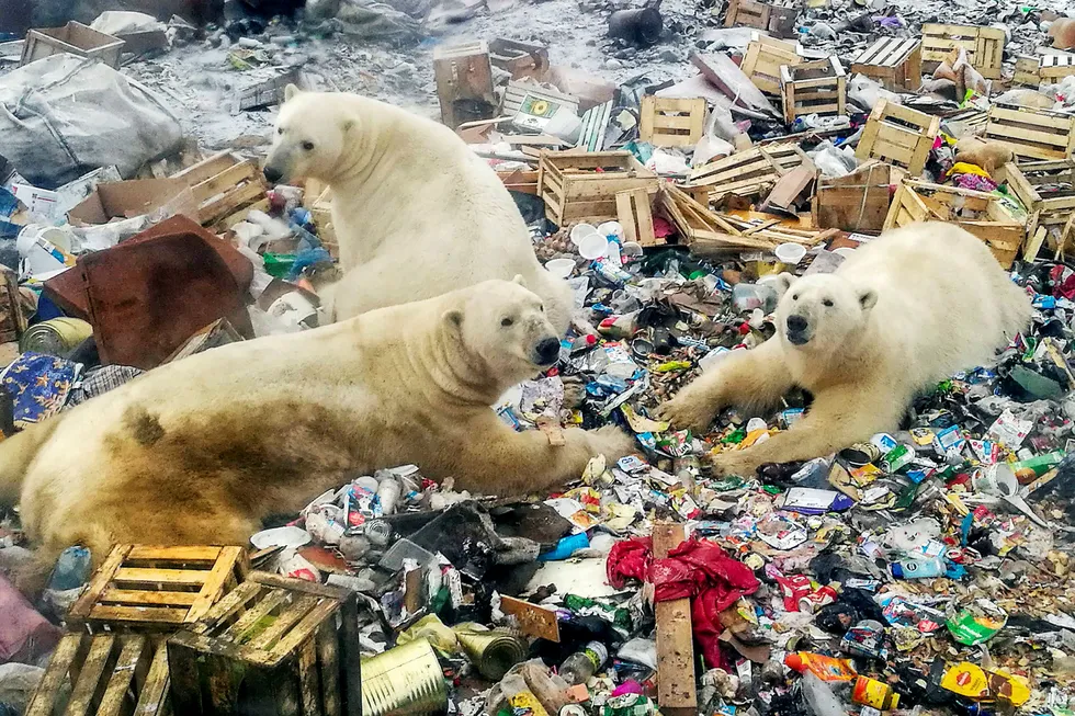 Matjakt i arktisk søppel