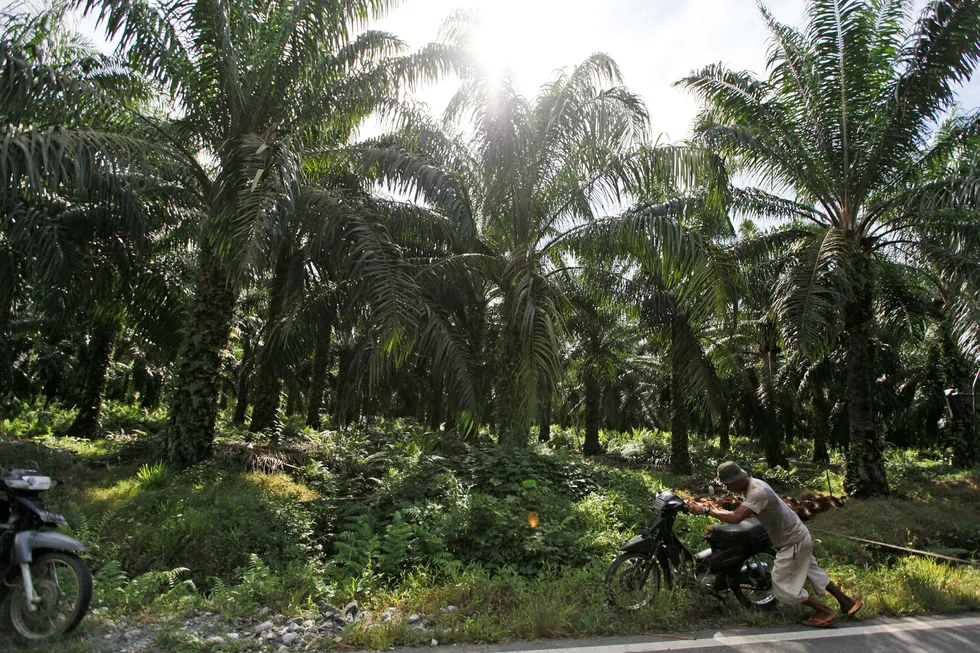 Fra en palmeoljeplantasje i Aceh-provisen i Indonesia.