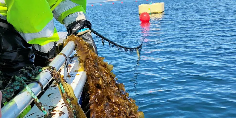 TAREHØSTING: Tang og tare-produksjon blir viktig skal vekstvisjonene til sjømatnæringen nås.Foto: Sintef Ocean