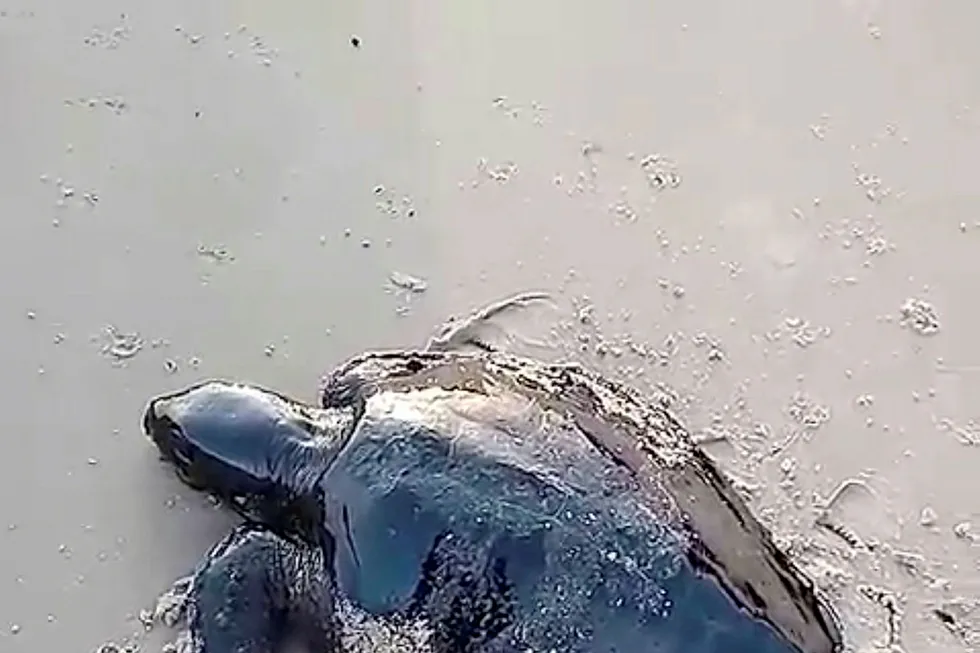 An oil-covered sea turtle crawls along Itatinga beach after a spill, affecting the northeast coast, in Alcantara, Maranhao state, Brazil September 22, 2019