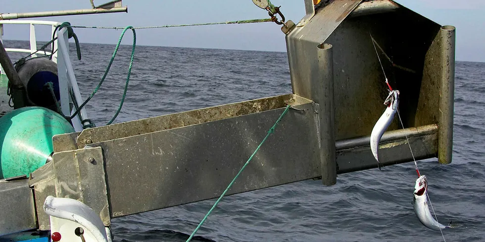 DORG: Makrelldorging har i flere år gitt dårlig uttelling. Mangel på mat er forklaringen på at makrellen i hovedsak svikter kysten.