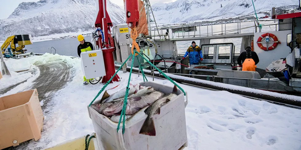 Nå er årets sesong i gang og skreien er i toppform. Det må mannskapet om bord i båtene, og arbeidsfolket i alle fiskeværene, også være. For det er ei hektisk og krevende tid de går i møte. Bildet er fra fiskebåten «Mevær» som er inne med skrei på fiskemottaket i Tromvik.