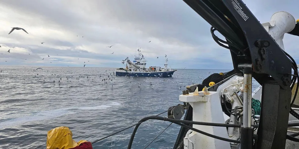 Hele den norske loddekvoten er snart fisket opp. Nå justeres reguleringen for å få opp siste rest av kystkvota. Her fra loddefiske om bord «Andopsværing» tidligere i mars.