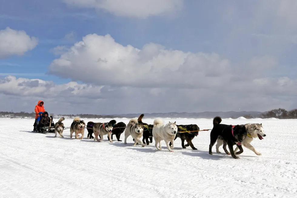 Moving forward: dogs pull a sled in the town of Korsakov on Russia's Sakhalin Island