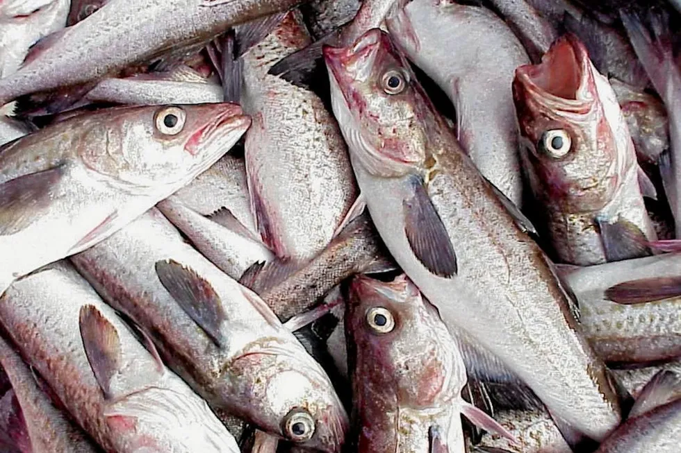 Russian pollock exports are under pressure due to international trade restrictions.