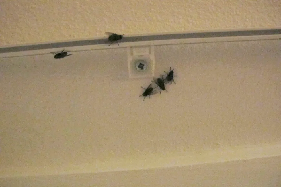 Det var massivt med store svarte fluer på rommet DNs tester ble tildelt på nyoppusset Stordalen-hotell.