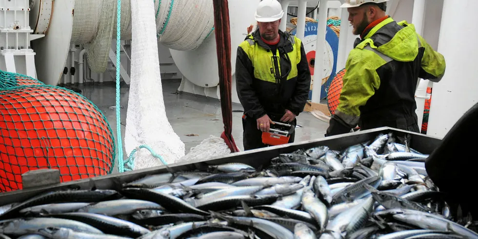 STANDHAFTIG: Makrellbestanden påvirkes ikke av en temperaturendring på 1–2 grader. Makrellen er nemlig svært temperaturtolerant, forteller havforsker Leif Nøttestad.