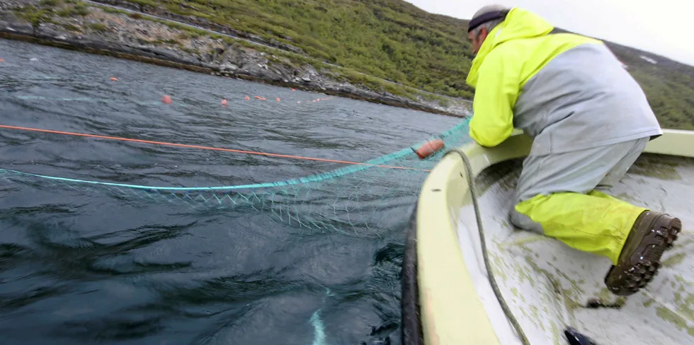 Fangstene av villaks i sjø gjekk vidare ned i år samanlikna med fjoråret.