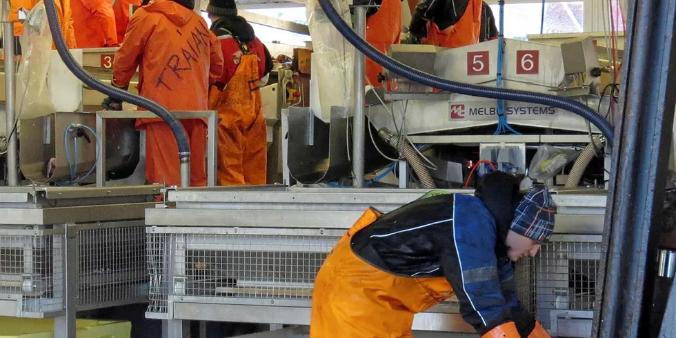 TOPP PÅ PRIS: Snittprisen på fersk skrei sist uke var høyest i Vesterålen. Her fra sløyelinja ved Myre Fiskemottak.