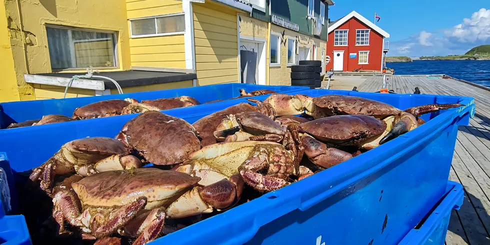 Minsteprisen for taskekrabbe av beste kvalitet er i år 16 kroner per kilo.