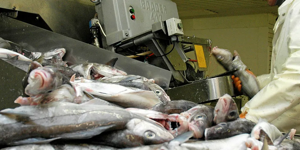 Fiskeforedlingsindustrien i Lofoten under lupen til kommuneoverlegen i Vestvågøy.