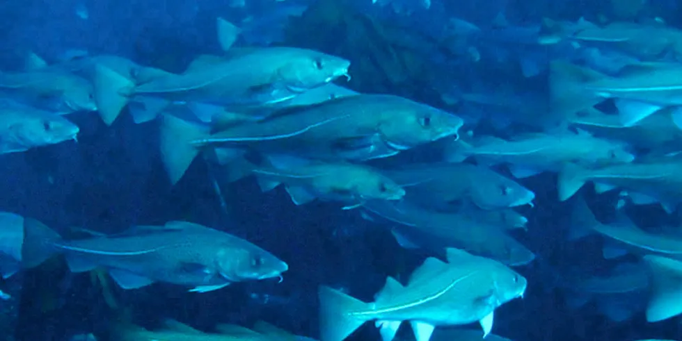 Farmed cod playing a larger role in Norway's fresh cod exports | Intrafish