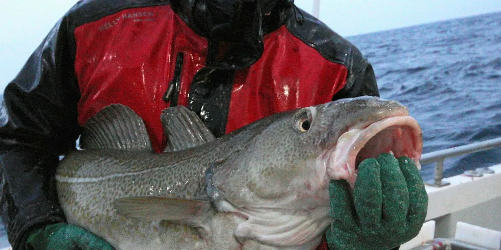 MINDRE: Det blir stadig mindre torsk igjen å fiske mot slutten av året for Båtsfjord-fisker Jens Einar Bjørkås og hans kolleger i Finnmark.