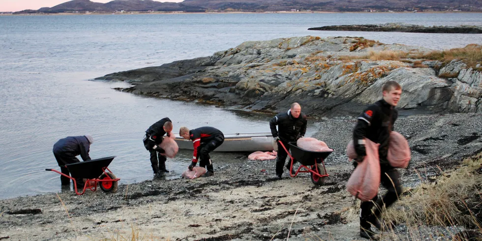 Ansatte i Statsnail tar dagens fangst til land fra Valsfjorden i Fosen.