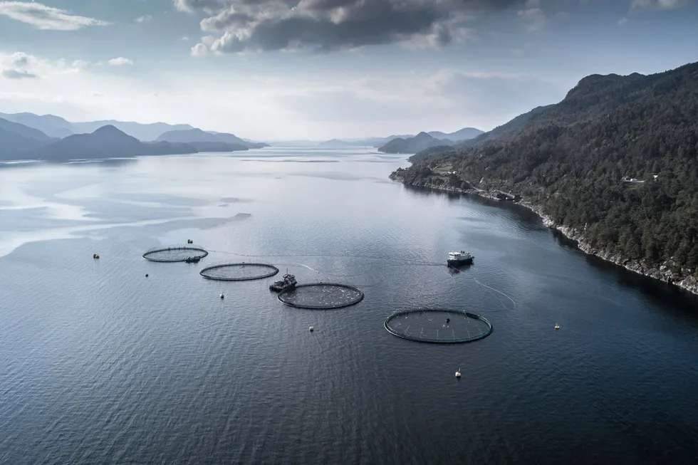 An infectious salmon anemia (ISA) outbreak has been confirmed at Norwegian salmon farmers Grieg's site in Hjelmeland in western Norway.