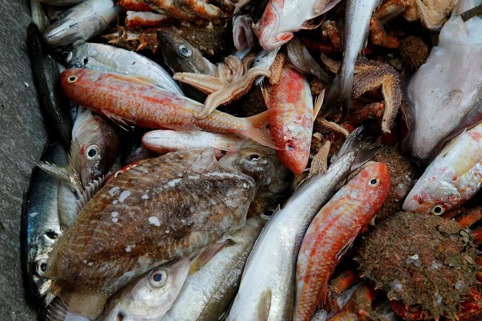 En tredel av all fisk som fanges blir kastet. Foto: Pascal Rossignol/Reuters/NTB Scanpix