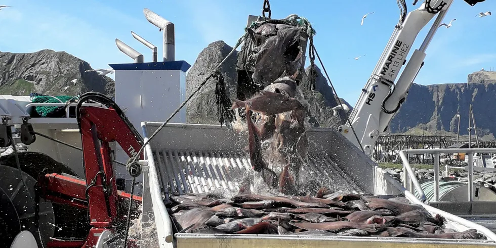 Markedsutfordringene kan bety at man her på Lofoten Viking må starte opp blåkveitemottaket flere uker tidligere enn planlagt.