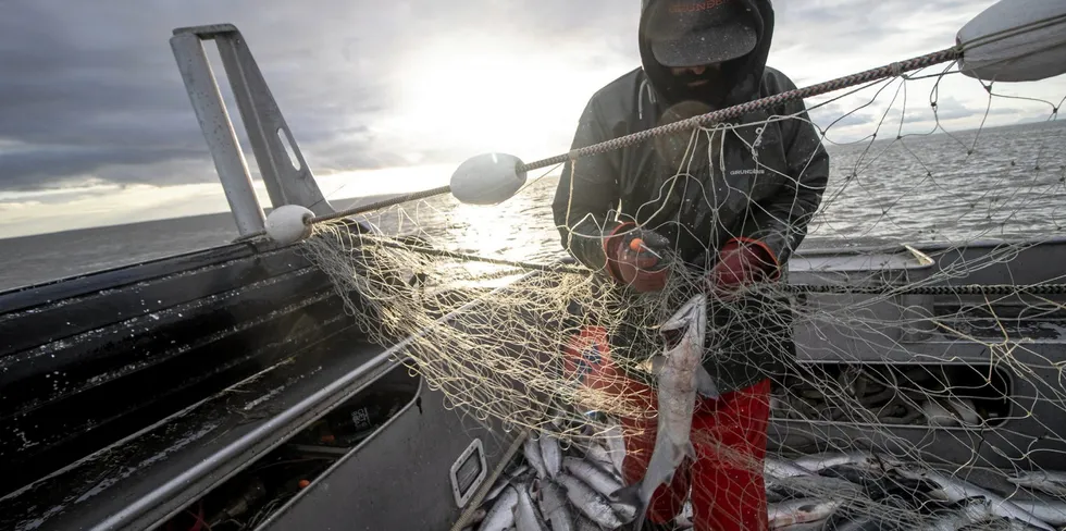 This year Alaska recorded the smallest average size for all salmon species harvested since 1975 other than pink salmon.