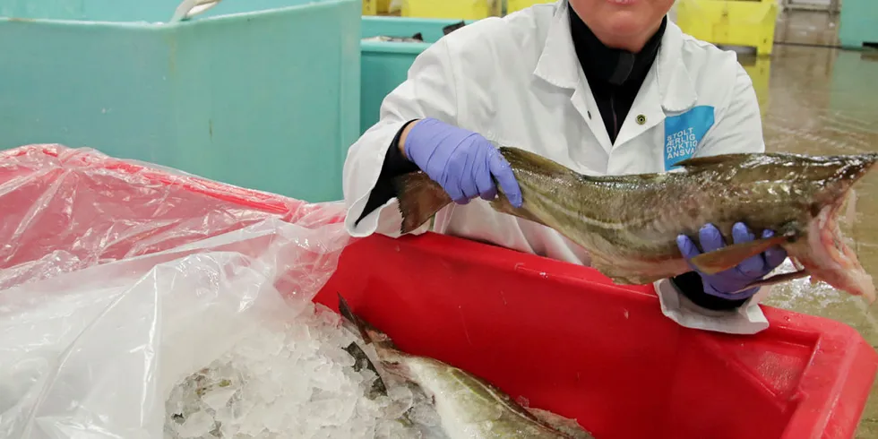 KVALITET: Seniorforsker Silje Kristoffersen i Nofima med flott skre hos Lerøy Norway Seafoods i Melbu. Mer åpenhet rundt levering og priser må til for at kvaliteten skal bli bedre, mener Fiskeribladet.