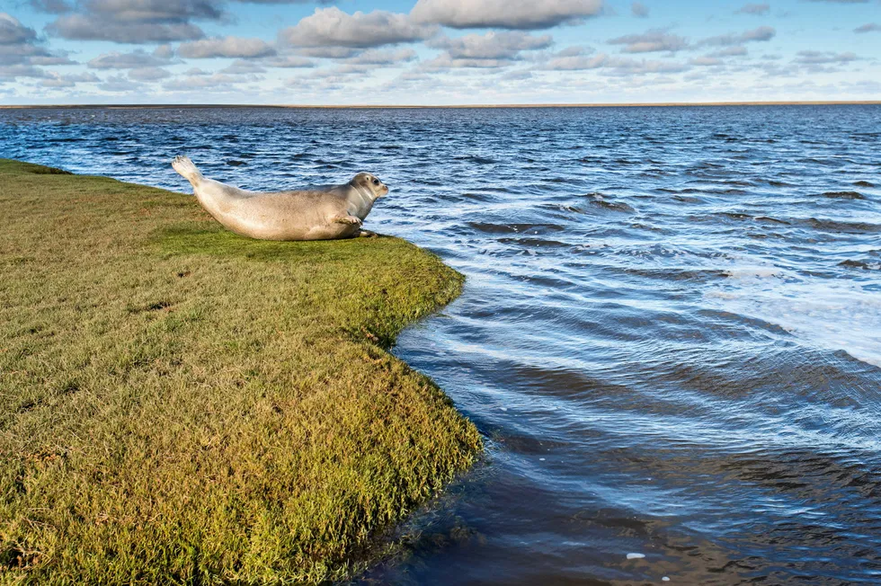 Survey: a seal on the shore of the Gydan Peninsula in West Siberia, Russia