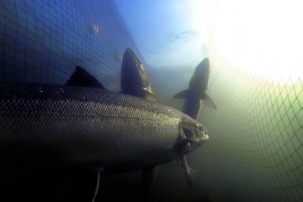 Til tross for stor innsats lyktes ikke redningsaksjonen for Vosso-laksen. Innblanding av oppdrettsgener i fisken som ble satt ut er trolig noe av årsaken. Her tilbakevandret Vossolaks fanget og merket før de slippes videre opp i vassdraget.