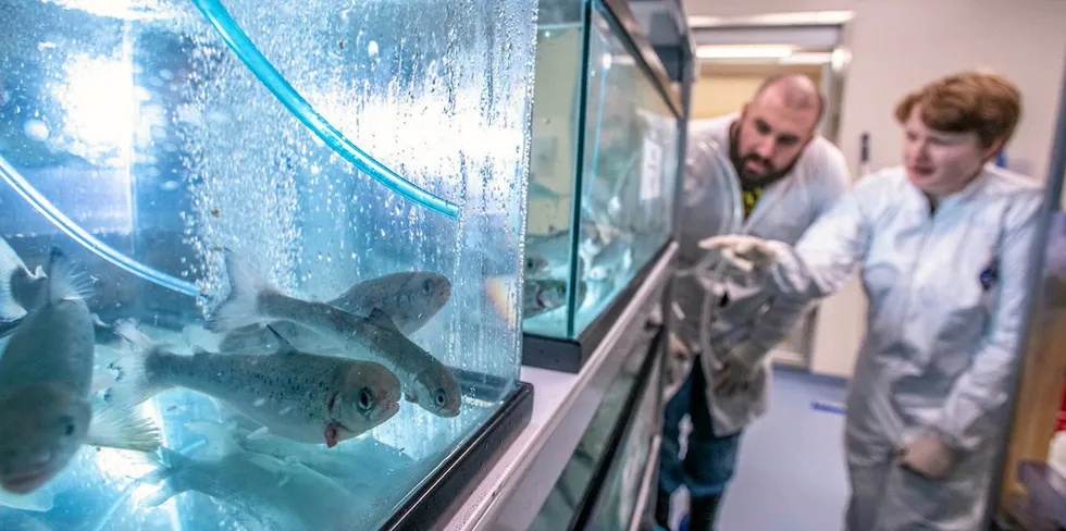 Andrew Holmes, a biocontainment research associate and Laurel Anderson, undergraduate research assistant work with Atlantic Salmon in the Aquaculture Research Institute located at the Cooperative Extension Diagnostic & Research Lab in 2021.