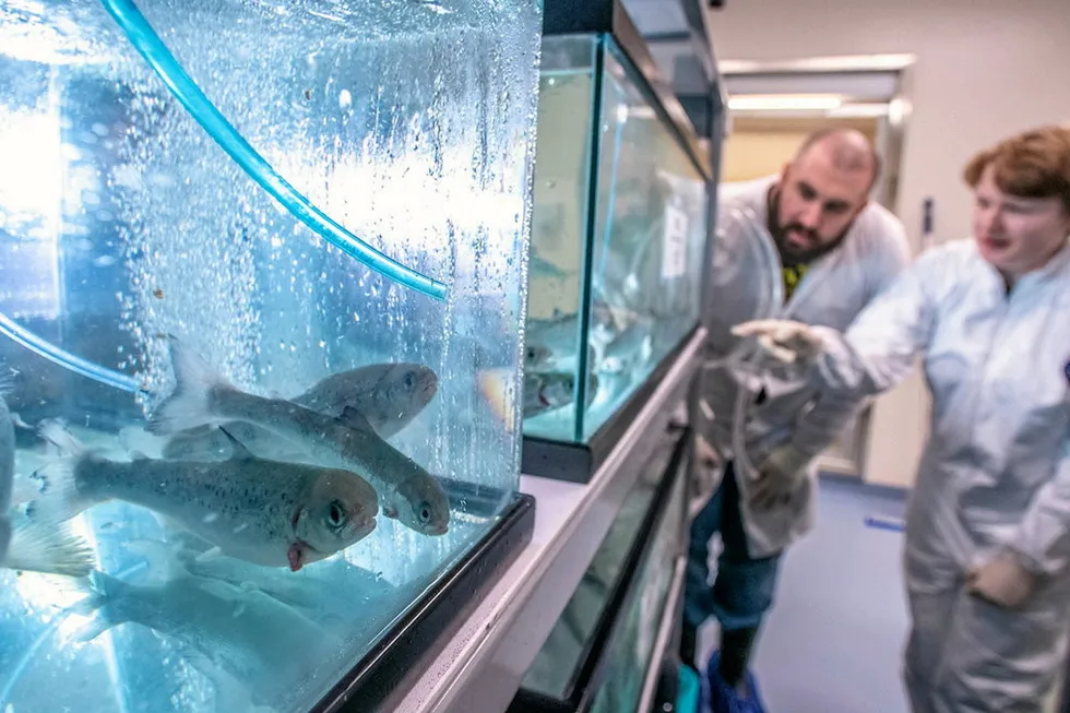 Andrew Holmes, a biocontainment research associate and Laurel Anderson, undergraduate research assistant work with Atlantic Salmon in the Aquaculture Research Institute located at the Cooperative Extension Diagnostic & Research Lab in 2021.
