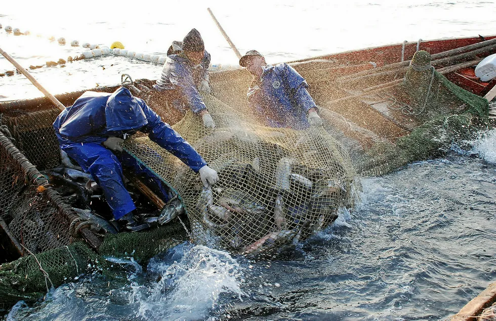 Russia poised for record-breaking wild salmon season