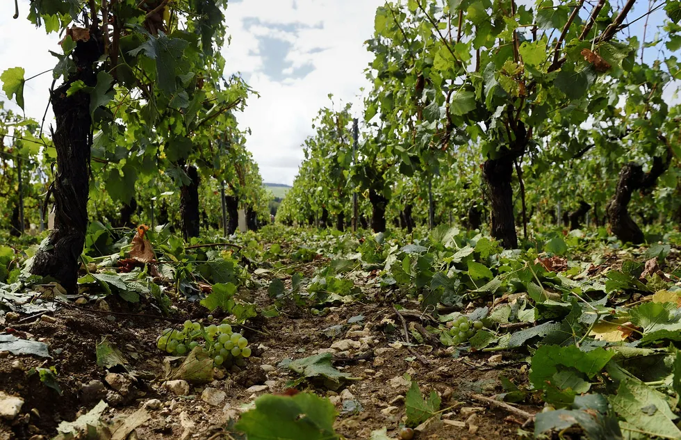 Slik så vinmarken Montee de Tonnerre i Chablis ut etter en ødeleggende haglbyge i 2015. Etter mye dårlig nytt fra den hardt prøvde vinregionen kommer det nå endelig gledelige nyheter. Foto: Eric Feferberg/AFP/NTB Scanpix