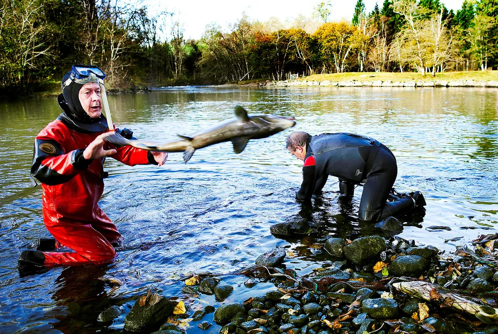 Rømt oppdrettslaks kan være en stor utfordring om den svømmer opp i elvene og gyter sammen med villaksen. Her utfisking av rømt oppdrettslaks i Etne i 2010.