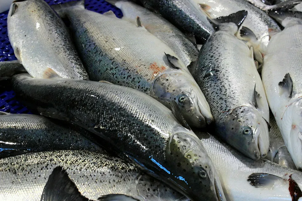 From the Archive December 2018: Nasdaq: Farmed salmon prices dipped slightly in week 51