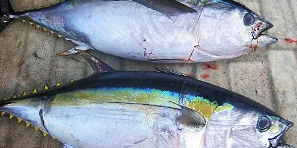 Spanish vessels will not allow to land bigeye tuna during July.