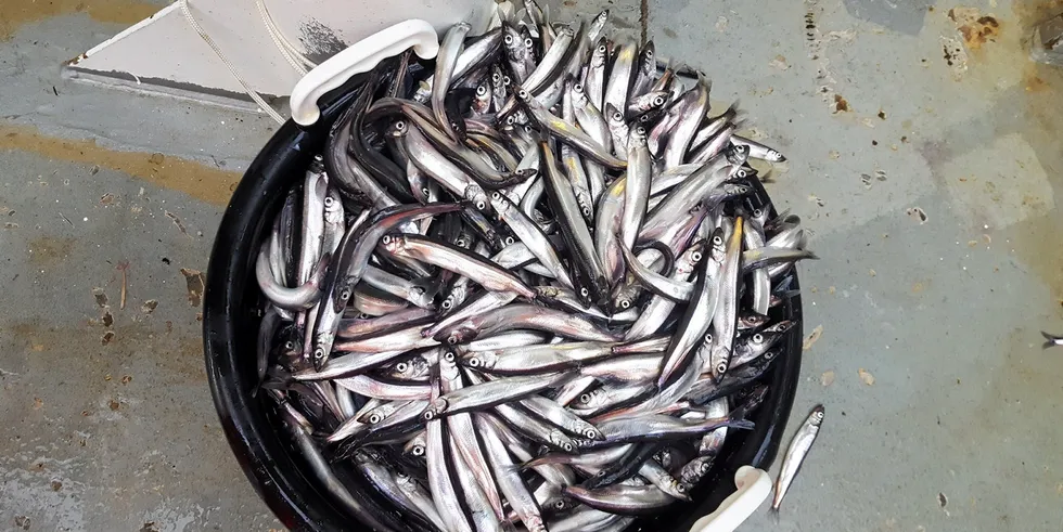 Har du planer om å fiske lodde i Barentshavet, må du huske på utseilingsfristen.