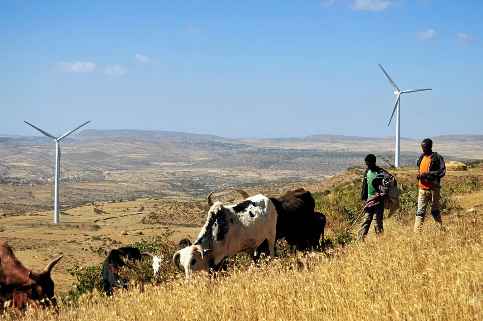 Men driving cattle beside a wind farm in Ethiopia.