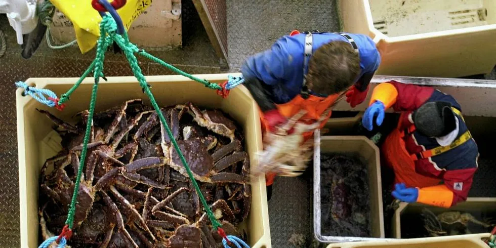 STEMPLES: En hel næring er i ferd med å bli stemplet som kriminell, siden påtalemyndigheten og kontrollapparatet i årevis har neglisjert problemene med svartsalg av kongekrabbe.Foto: Geir Johansen