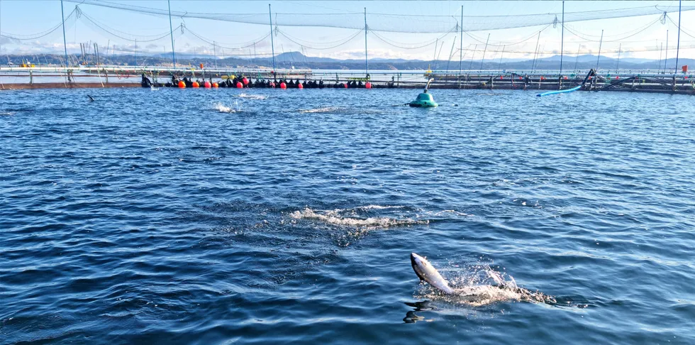 Lerøy-merd med fisk i Øygarden utenfor Bergen.