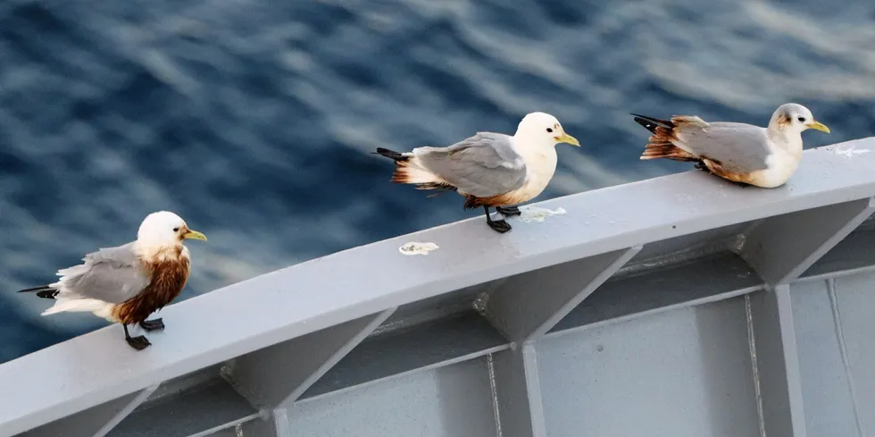 KV «Bison» er et av flere fartøy som har observert fugler tilgrist av oljesøl i Nord-Norge de siste dagene.